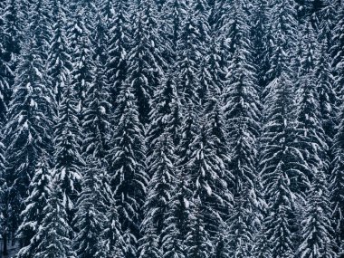 Beyaz karla kaplı ladin ormanı Puslu kış Karpat Dağları manzaralı. Karpatlar 'da sisli karlı çam ağaçları. Transcarpathia Ukrayna 'daki Manzaralı Ahşap Köy