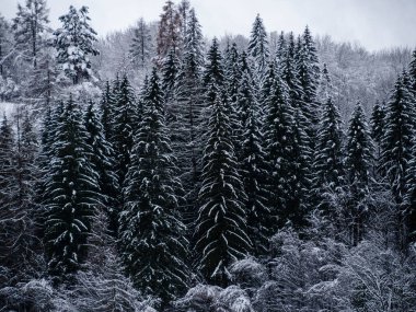 Beyaz karla kaplı ladin ormanı Puslu kış Karpat Dağları manzaralı. Karpatlar 'da sisli karlı çam ağaçları. Transcarpathia Ukrayna 'daki Manzaralı Ahşap Köy