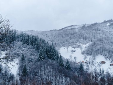 Beyaz karla kaplı ladin ormanı Puslu kış Karpat Dağları manzaralı. Karpatlar 'da sisli karlı çam ağaçları. Transcarpathia Ukrayna 'daki Manzaralı Ahşap Köy