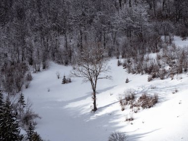 Transcarpathia Ukrayna 'daki köy, Avrupa. Beyaz karla kaplı ladin ormanı. Kış Karpatları manzaraya bakar. Karlı çam ağaçları Karpatlar 'da güneşli bir gün. Manzaralı ahşap manzara.