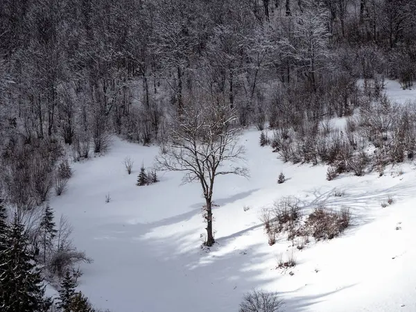 Transcarpathia Ukrayna 'daki köy, Avrupa. Beyaz karla kaplı ladin ormanı. Kış Karpatları manzaraya bakar. Karlı çam ağaçları Karpatlar 'da güneşli bir gün. Manzaralı ahşap manzara.