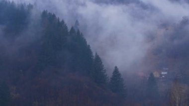 Misty Carpathian Dağları sis bulutları hareket halinde. Sisli sabah yeşil köknar ağaçları manzaralı orman yağmurlu bir gün. Sakin Karpatlar, Ukrayna Avrupa 'sında orman zirvesinde seyahat ediyorlar. Eko Yerel Turizm Eğlencesi