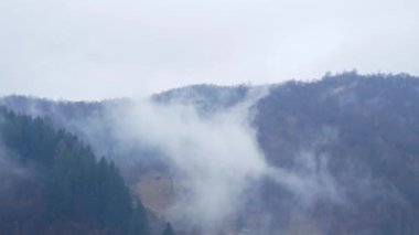 Misty Carpathian Dağları sis bulutları hareket halinde. Sisli sabah yeşil köknar ağaçları manzaralı orman yağmurlu bir gün. Sakin Karpatlar, Ukrayna Avrupa 'sında orman zirvesinde seyahat ediyorlar. Eko Yerel Turizm Eğlencesi