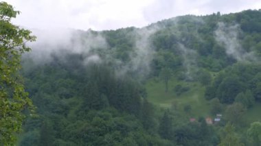 Misty Carpathian Dağları sis bulutları 4K çekim alanı. Vadideki yüksek rakımlı dağ manzaralı orman yağmurlu bir günde sis tepeleri kaplıyor ağaçlar Karpatlar Avrupa ormanlarını geziyor