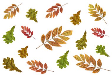 Renkli meşe ve kül sonbahar yaprakları beyaz bir arka plan üzerinde izole. Farklı renk ve boyutlarda. Sarı, kırmızı ve yeşil tonları. Sonbahar deseni, doğa kavramı.
