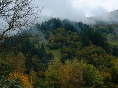 Karpat Dağları 'nın puslu ve sisli manzarası. Transcarpathia bölgesindeki köy, gür yapraklı sisli çam ağaçları orman manzaralı Ukrayna, Avrupa. Sonbahar kırsal Eko Yerel Turizmi