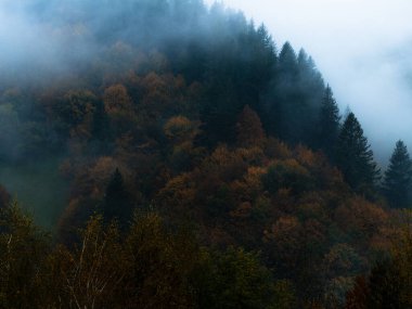 Karpat Dağları 'nın puslu ve sisli manzarası. Transcarpathia bölgesindeki Foggy Spruce Ormanı 'nda beyaz bulutlar, koyu yeşil çam ağaçları, Avrupa manzarası. Sonbahar kırsalında. Çevre turizmi.