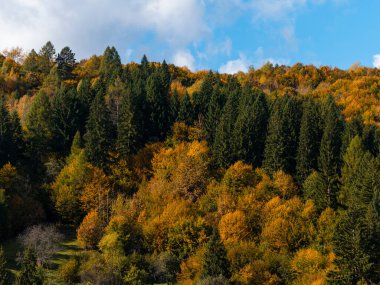 Transcarpathia Köyü manzaralı Karpatlar Ukrayna, Avrupa 'ya bakar. Sonbahar kırsal arazisi. Sonbahar çam ağaçları yemyeşil yeşillik, Eko Yerel Turizm Yürüyüş Bölgesi