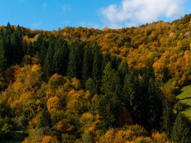 Transcarpathia Köyü manzaralı Karpatlar Ukrayna, Avrupa 'ya bakar. Sonbahar kırsal arazisi. Sonbahar çam ağaçları yemyeşil yeşillik, Eko Yerel Turizm Yürüyüş Bölgesi