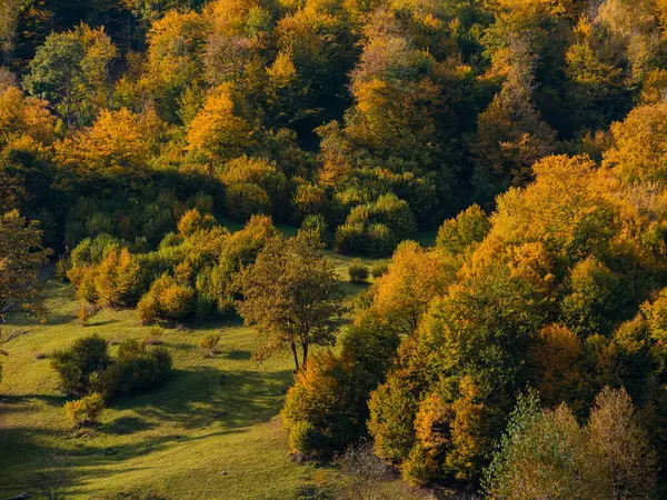 Transcarpathia Köyü manzaralı Karpatlar Ukrayna, Avrupa 'ya bakar. Sonbahar kırsal arazisi. Sonbahar çam ağaçları yemyeşil yeşillik, Eko Yerel Turizm Yürüyüş Bölgesi