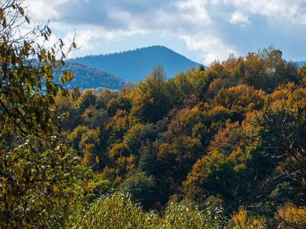 Transcarpathia Köyü manzaralı Karpatlar Ukrayna, Avrupa 'ya bakar. Sonbahar kırsal arazisi. Sonbahar çam ağaçları yemyeşil yeşillik, Eko Yerel Turizm Yürüyüş Bölgesi