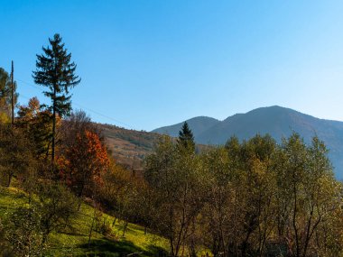Transcarpathia Köyü manzaralı Karpatlar Ukrayna, Avrupa 'ya bakar. Sonbahar kırsal arazisi. Sonbahar çam ağaçları yemyeşil yeşillik, Eko Yerel Turizm Yürüyüş Bölgesi