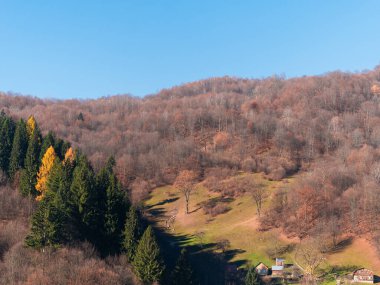 Sonbahar Karpat dağları ormanında yeşil çam ağaçlarında sarı tarla kuşu. Karşıt renklerde, Transcarpathia Köyü manzaralı Ukrayna. Sonbahar kırsal arazisi. Çevre Turizmi Eğlencesi
