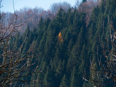 Sonbahar Karpat dağları ormanında yeşil çam ağaçlarında sarı tarla kuşu. Karşıt renklerde, Transcarpathia Köyü manzaralı Ukrayna. Sonbahar kırsal arazisi. Çevre Turizmi Eğlencesi