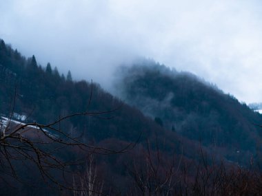 Karpat Dağları 'nın puslu ve sisli manzarası. Transcarpathia bölgesindeki Foggy Spruce Ormanı 'nda beyaz bulutlar, koyu yeşil çam ağaçları, Avrupa manzarası. Soğuk kış kırsalında akşam.