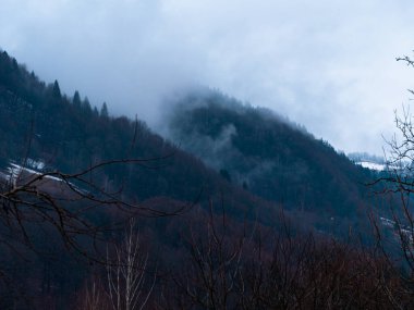 Karpat Dağları 'nın puslu ve sisli manzarası. Transcarpathia bölgesindeki Foggy Spruce Ormanı 'nda beyaz bulutlar, koyu yeşil çam ağaçları, Avrupa manzarası. Soğuk kış kırsalında akşam.