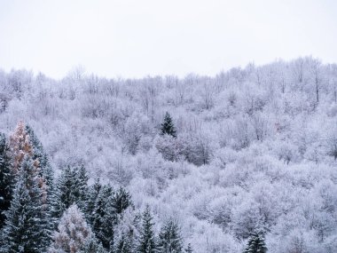 Beyaz karla kaplı ladin ormanı. Transcarpathia Ukrayna 'daki köy, Avrupa. Kış Karpat Dağları manzaralı manzaraya sahiptir. Karlı çam ağaçları. Karpatlarda soğuk sisli bir gün.