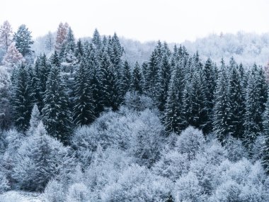 Beyaz karla kaplı ladin ormanı. Transcarpathia Ukrayna 'daki köy, Avrupa. Kış Karpat Dağları manzaralı manzaraya sahiptir. Karlı çam ağaçları. Karpatlarda soğuk sisli bir gün.