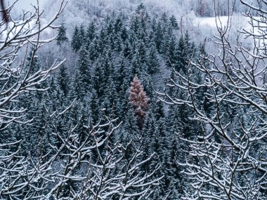 Beyaz karla kaplı ladin ormanı. Transcarpathia Ukrayna 'daki köy, Avrupa. Kış Karpat Dağları manzaralı manzaraya sahiptir. Karlı çam ağaçları. Karpatlarda soğuk sisli bir gün.