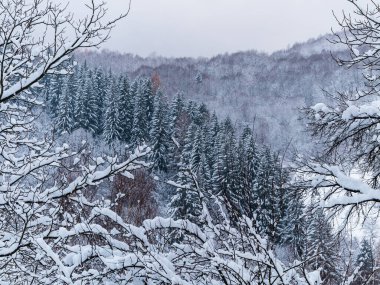 Beyaz karla kaplı ladin ormanı. Transcarpathia Ukrayna 'daki köy, Avrupa. Kış Karpat Dağları manzaralı manzaraya sahiptir. Karlı çam ağaçları. Karpatlarda soğuk sisli bir gün.