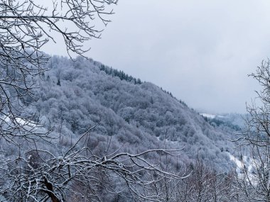 Beyaz karla kaplı ladin ormanı. Transcarpathia Ukrayna 'daki köy, Avrupa. Kış Karpat Dağları manzaralı manzaraya sahiptir. Karlı çam ağaçları. Karpatlarda soğuk sisli bir gün.