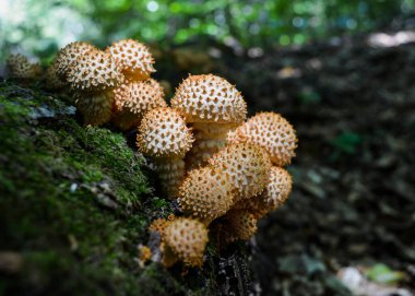 Shaggy Mantar doğada