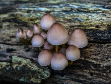 Ormanda yabani mantarlar