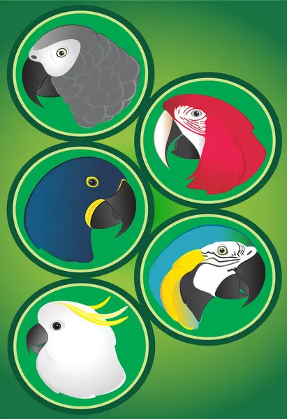 farklı türleri ve papağan