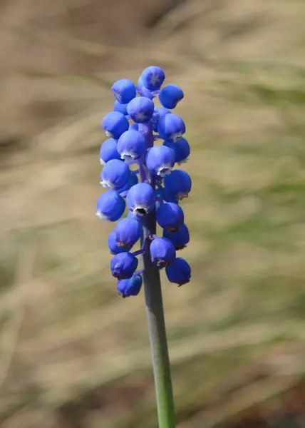 Doğada çiçek, Mavi sümbül