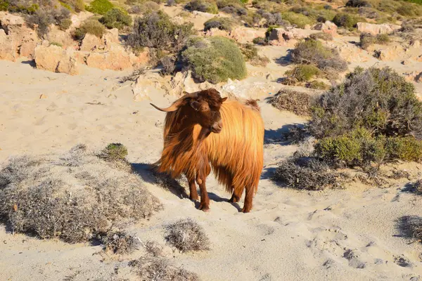 Girit Adası, Balos 'ta kıllı keçi