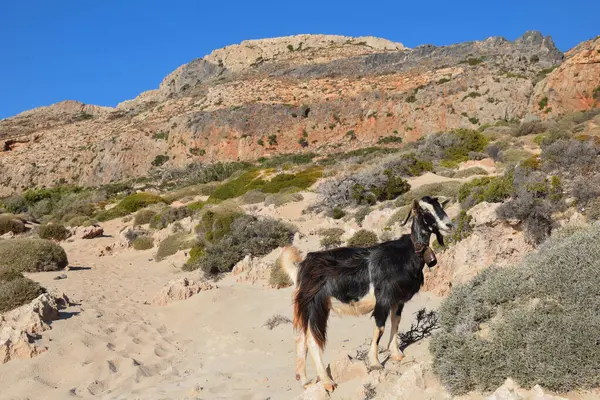 Girit Adası, Balos 'ta vahşi keçi