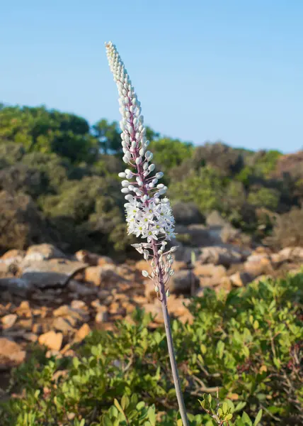 Drimia Maritima, squill or sea squill, Girit, Yunanistan