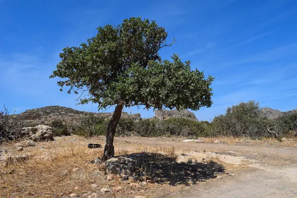 Ağaç - Phalasarna, Girit Adası, Yunanistan
