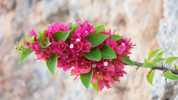 Güzel Bougainvillea çiçeği, Girit, Yunanistan