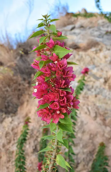 Güzel Bougainvillea çiçeği, Girit, Yunanistan