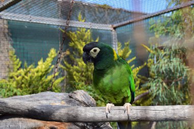 Yeşil papağan, altın yakalı papağan.