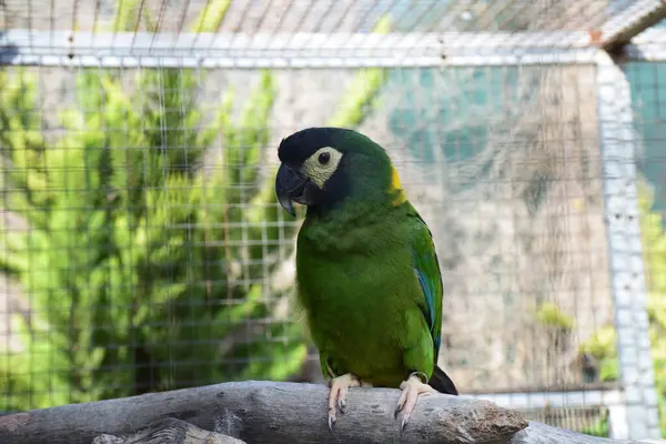 Yeşil papağan, altın yakalı papağan.