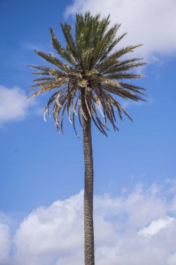 Mavi gökyüzüne karşı palmiye ağaçları