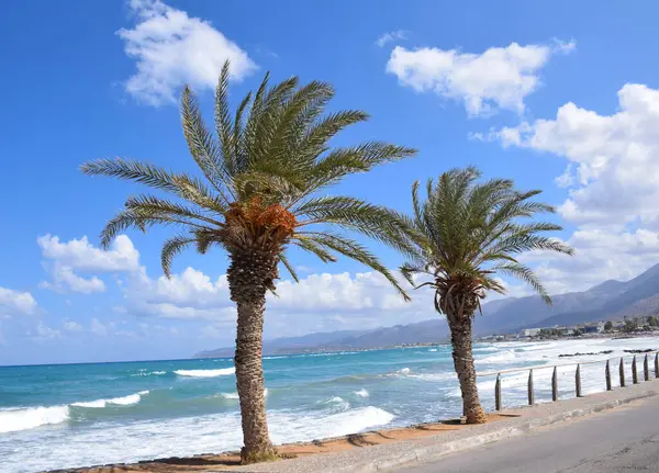 Plajda palmiye ağaçları...