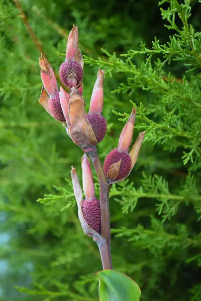 Girit Adası 'nda Hint Çekimi (Canna indica)
