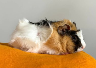 A Small, Cute Guinea Pig clipart