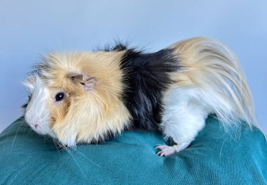 Sakin ve rahat bir kobay.