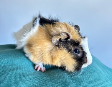 A Small, Cute Guinea Pig clipart