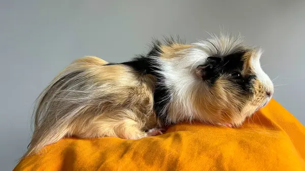 Sakin ve rahat bir kobay.