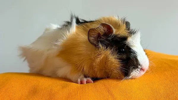 Küçük, şirin bir kobay faresi.