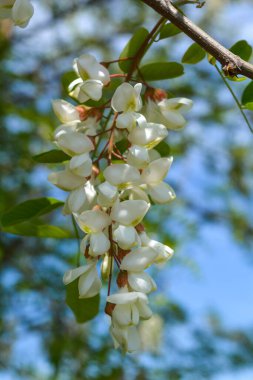 Ağaç çiçeği, Robinia psödoacia, kara çekirge.