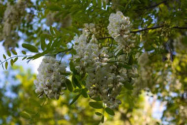 Ağaç çiçeği, Robinia psödoacia, kara çekirge.