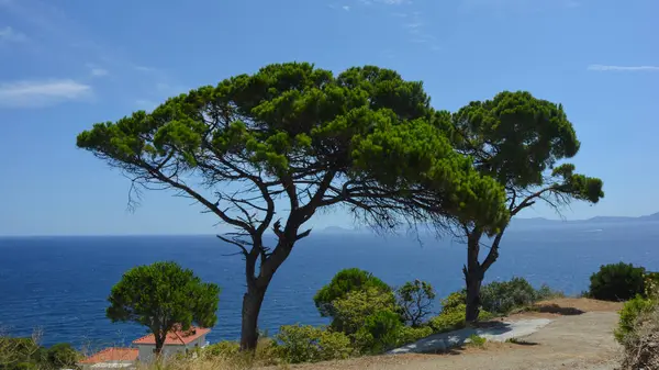 Sahildeki ağaçlar, Yunanistan,