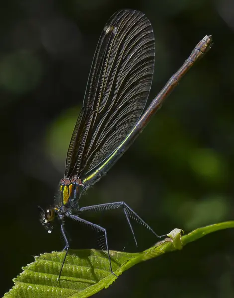 yusufçuk makro resmi