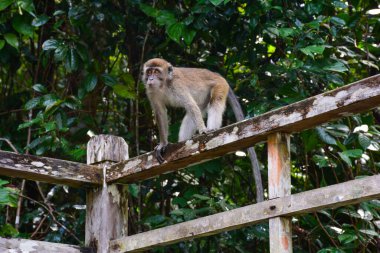 Uzun kuyruklu makak - Sarawak kültür köyü